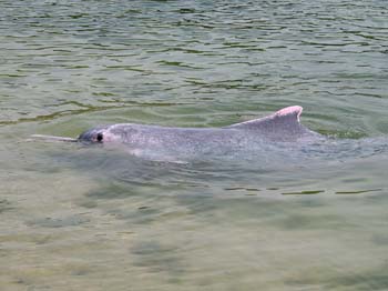 Porpoise