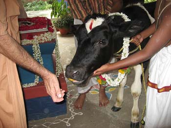 Govardhana Bathing