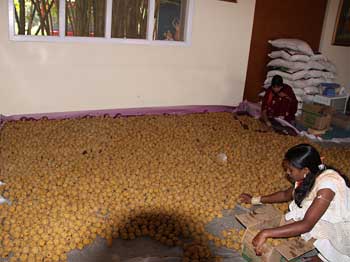 Laddhu Prasadam