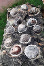 Dinosaur Eggs in Gujerat