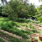 Small organic vegetable garden