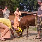 Devotees Perform Go-Puja