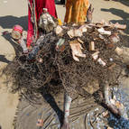 A Sadhu Covered in Thorns