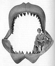 Carcharodon Megalodon